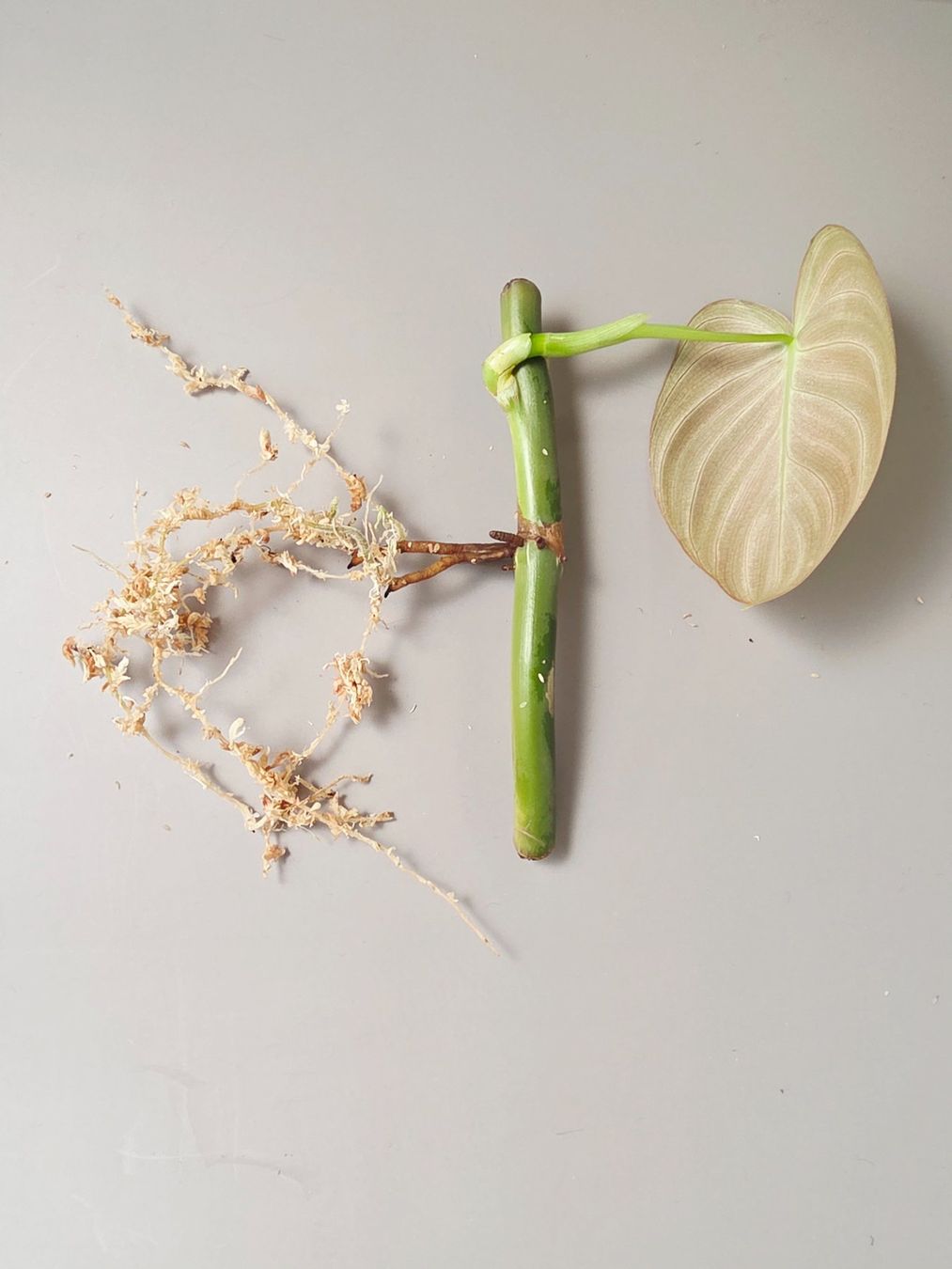 Piante & sementi: Philodendron melanochrysum Stammsteckling – Nuovo (secondo la descrizione) da Gerolfingen venduto da Azora 2