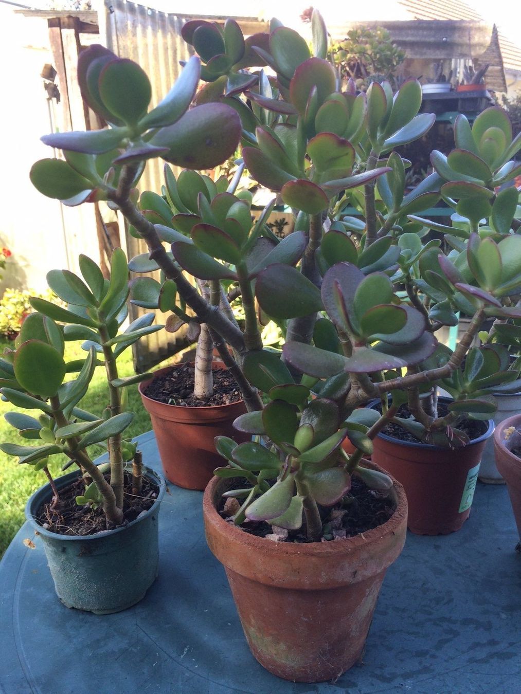 Pflanzen & Samen: Crassula ovata – Neu (gemäss Beschreibung) aus Vinelz von Wellensittich55 2
