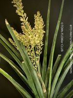 Sansevieria Katana - wunderschön Gross-Faecher-Sansevieria