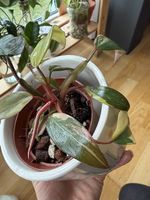 VENDU RARE Cutting Philodendron Strawberry Shake