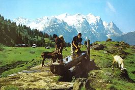 FRUTIGEN Alp, Bauer m. Ziegen am Brunnen