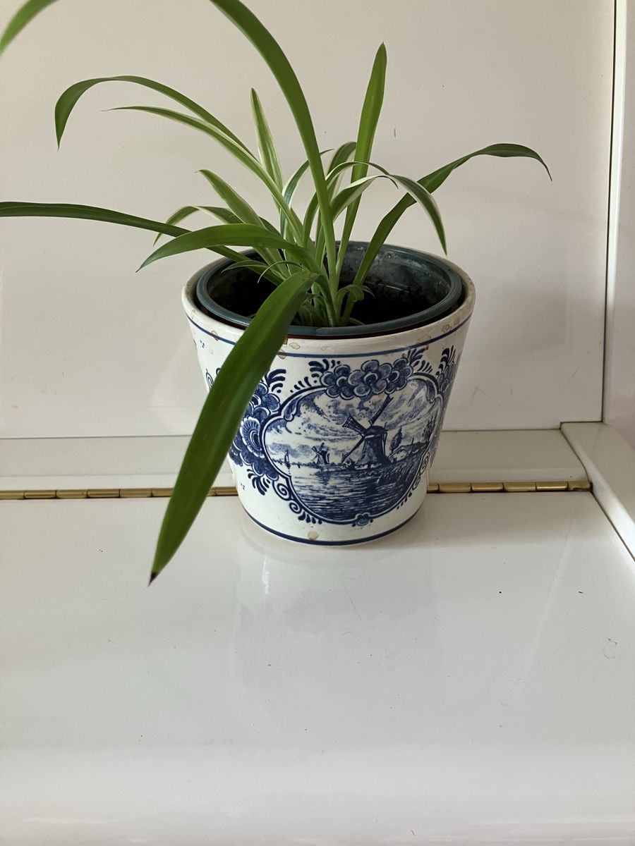 Plantes & graines: Grünlilie  – D'occasion à Biglen par Maci2005
