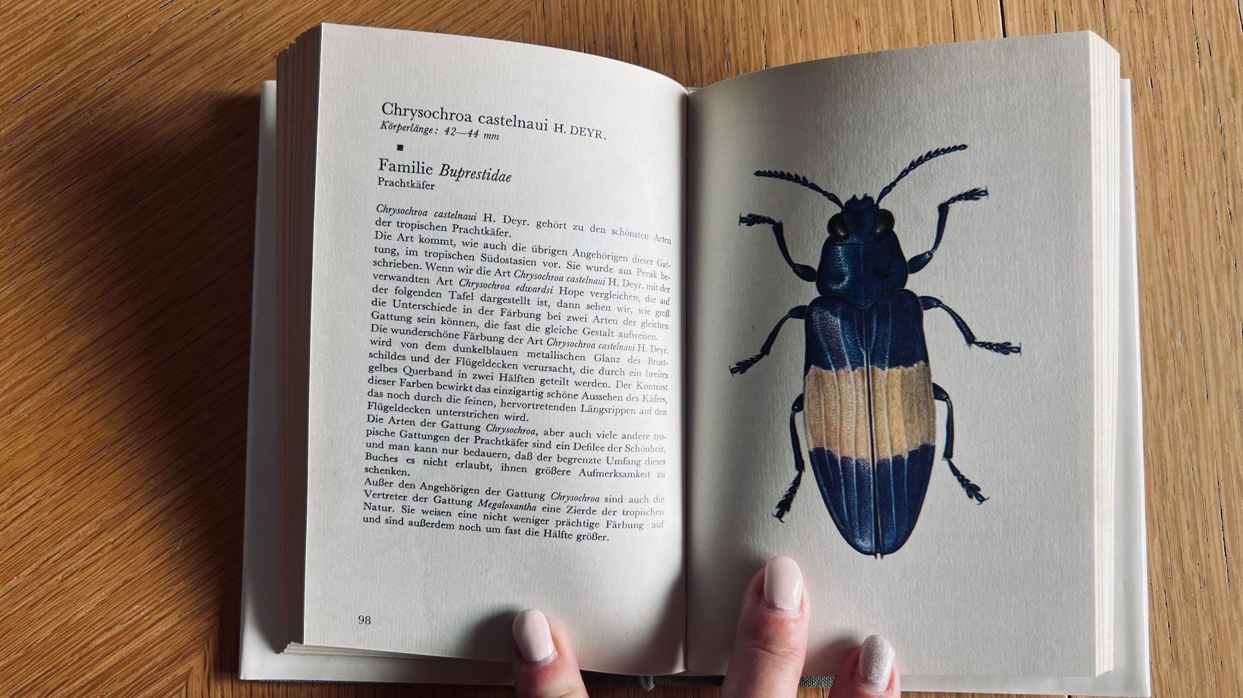 Libri: Taschenatlas der Käfer von Dausien, 1978 – Usato da Schübelbach venduto da Dolly990_2 5