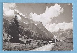 Engelberg - Auf dem Weg nach Arnialp - 1963