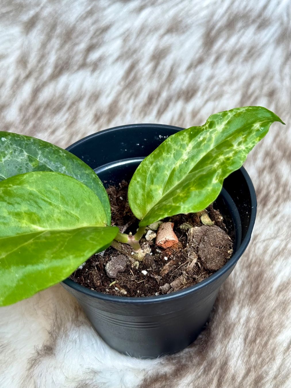 Piante & sementi: Hoya Candy 🦄✨ – Nuovo (secondo la descrizione) da Bachenbülach venduto da ilawega 1