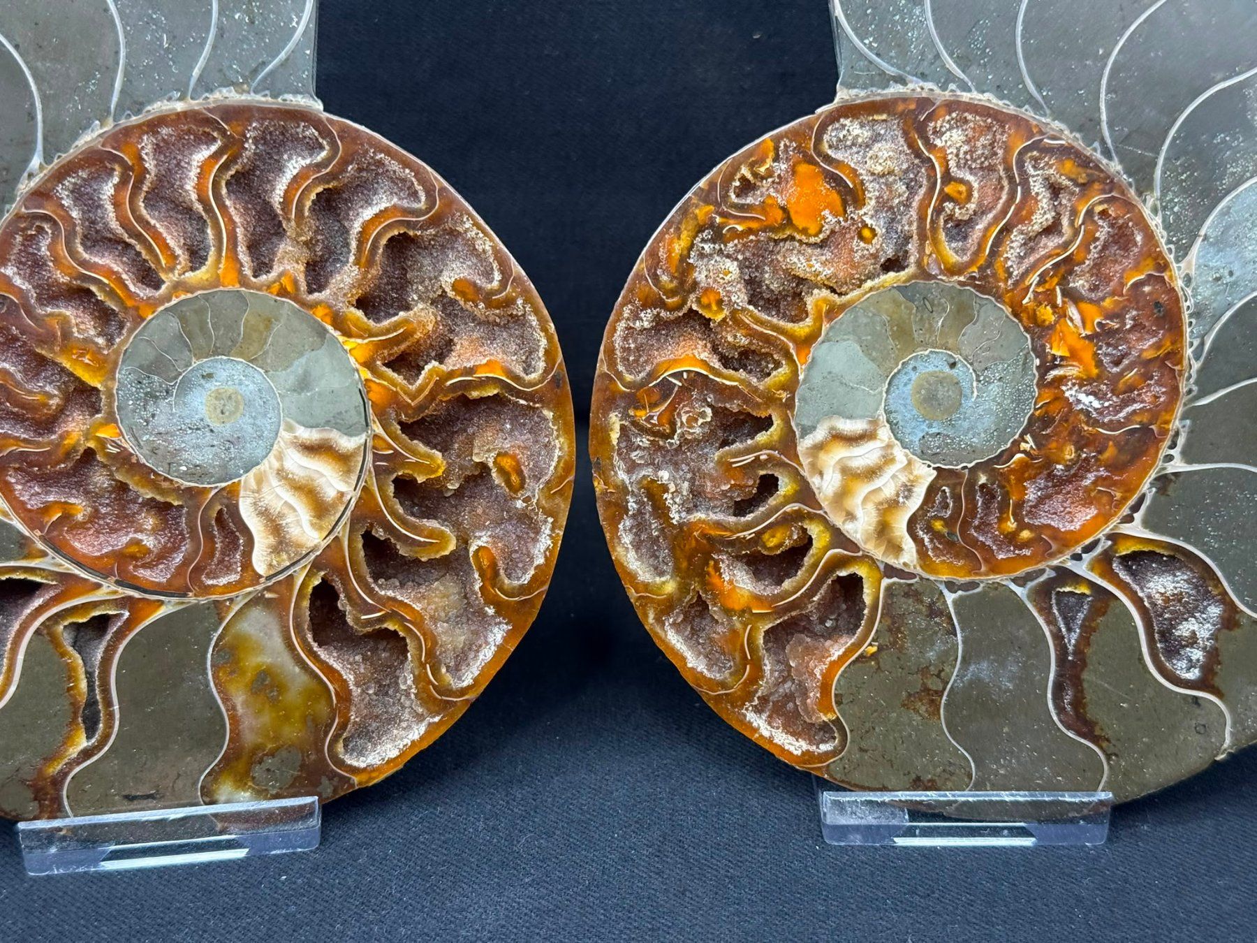 Fossili: Ammoniten-Paar – Usato da Schinznach Bad venduto da Demerald 3