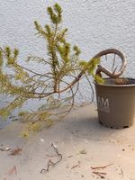 Bonsai/Fichte