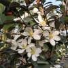 Piante & sementi: Michelia yunnanensis  15-20cm – Nuovo (secondo la descrizione) da Bremblens venduto da FIBONACCI369 1