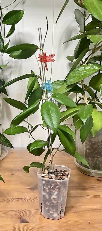 Piante & sementi: Hoya cutis - porcelana – Usato da Schönholzerswilen venduto da Leavylounge