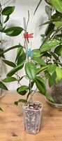 Hoya cutis - porcelana