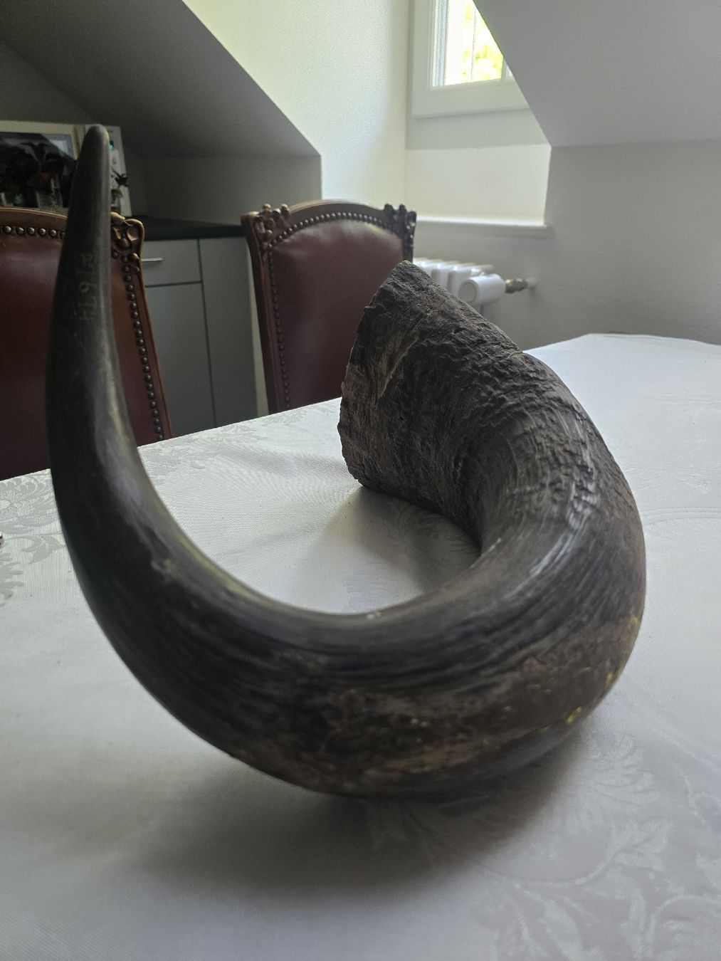 Il mondo degli animali: Animal Horn Natural Material – Usato da Bern venduto da Mr.Garcia300 5