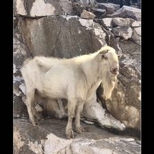 Profile image of scoperos