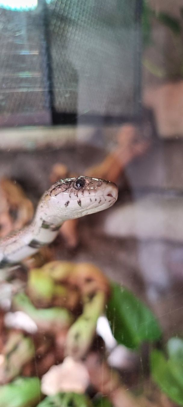 Terrariums: Terarrium inkl. Schlange – D'occasion à Bettenhausen par Van4