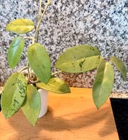 Hoya Silver Dollar