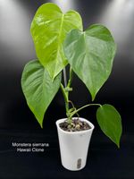 Monstera deliciosa var. sierrana (Hawaii Clone)