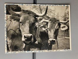 Photo Karte / Unsere Helfer - Buben Mädchen Ferienlager 1943