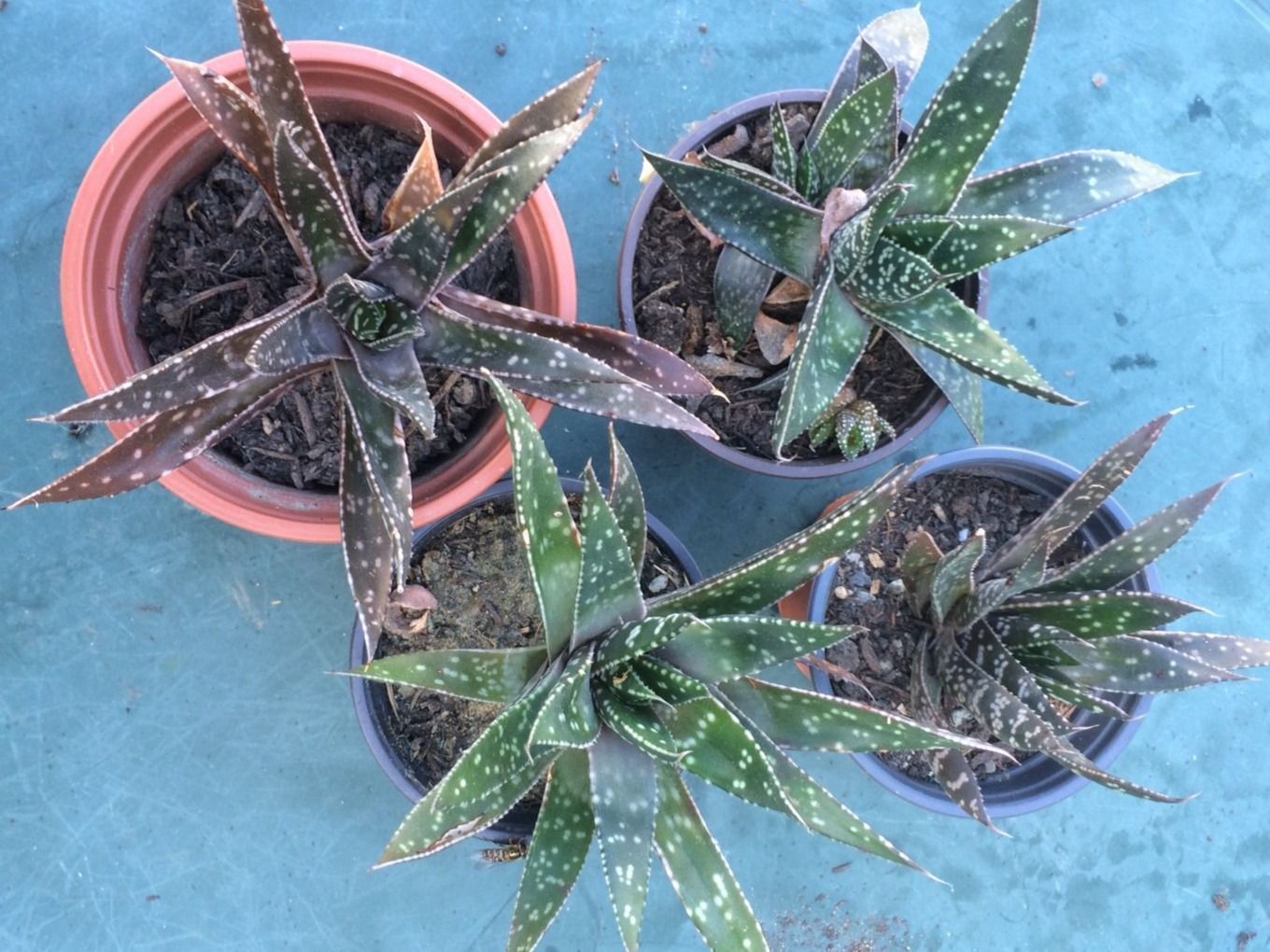 Piante & sementi: Haworthia – Nuovo (secondo la descrizione) da Vinelz venduto da Wellensittich55 5