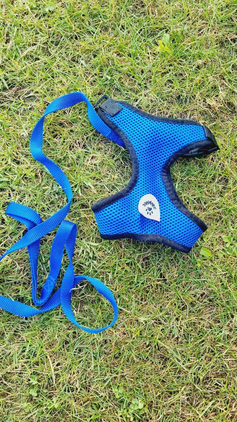 Leine & Halsband: Katzengeschirr / Hundegeschirr mit Leine – Gebraucht aus Niederwil SG von Excentia 2