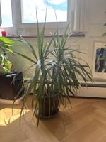 Zimmerpflanze Palme