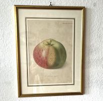 Bild Druck Sujet Obst The Alexander Apple gerahmt, mit Glas
