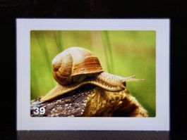 MIGROS MANIA Nature Detectives Nr. 39