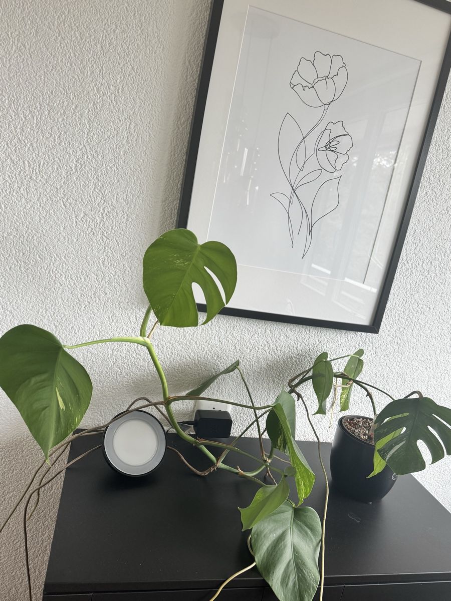 Piante & sementi: Monstera – Usato da Worblaufen venduto da mar_tfk8