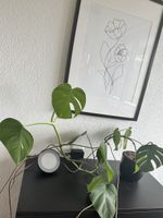 Monstera