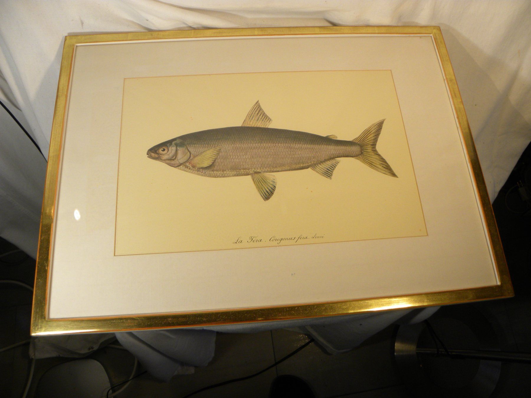 Grafica & Litografie: Originale Fisch-Lithographie (Felche) von Linné gerahmt – Usato da Reinach venduto da Taysalmon 3