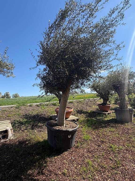 Pflanzen & Samen: Olivenbaum "Olea Europea 8 – Neu und originalverpackt aus Zuckenriet von Thur_Plant 3