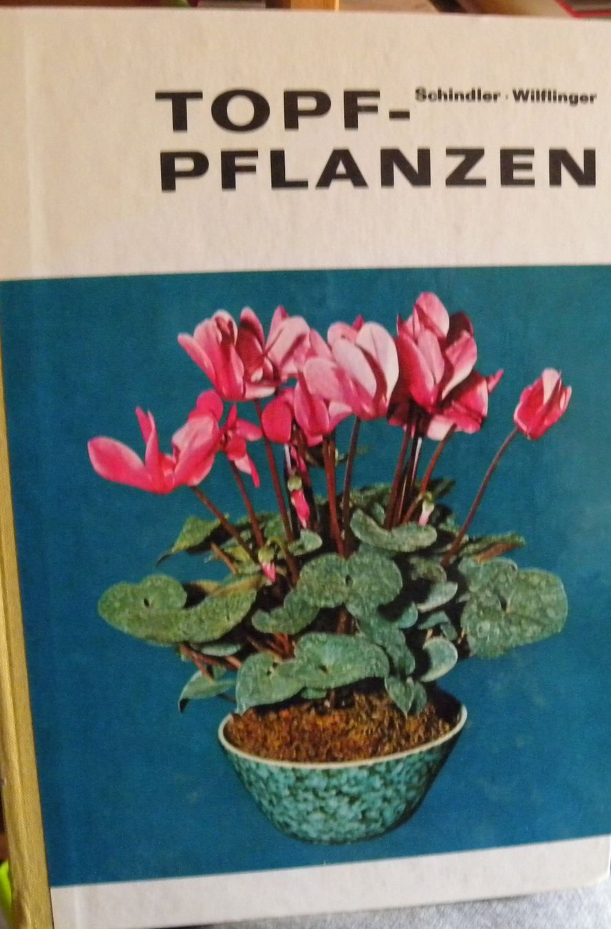 Libri: TOPF-PFLANZEN Buch, Schindler/Wilflinger – Usato da Hauenstein venduto da Danbach