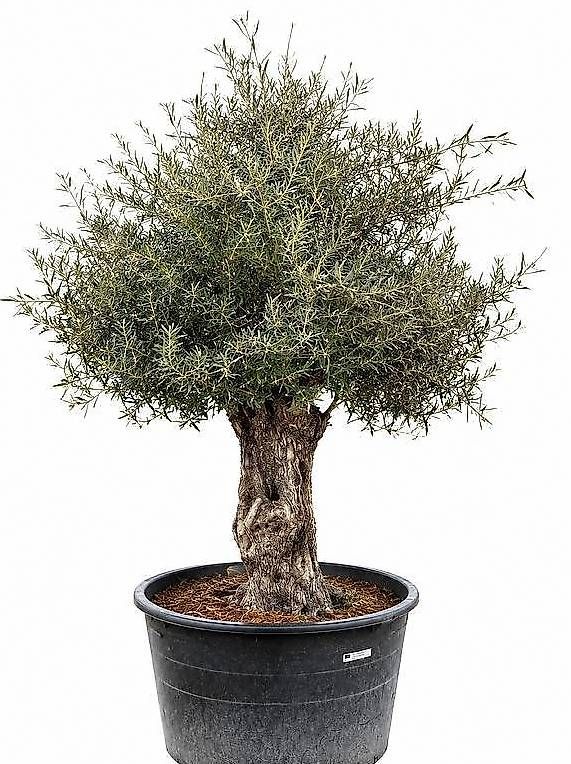 Plantes & graines: AKTIONSPREIS - Olivenbaum "Olea Europea 01" – D'occasion à Zuckenriet par Thur_Plant