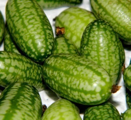 Piante & sementi: 10 SAMEN Mini-Gurke AFRIKANISCHER – Nuovo e nell'imballaggio originale da Rovio venduto da POSITIFFARTandPLANTS 4