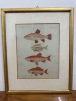 Fisch-Illustration, antiker Stich im vergoldeten Rahmen!