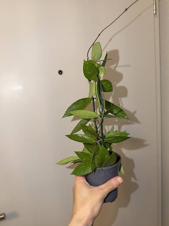 Plantes & graines: Hoya Memoria  extra Splash avec pédoncule – D'occasion à Spiez par Lunelu 1