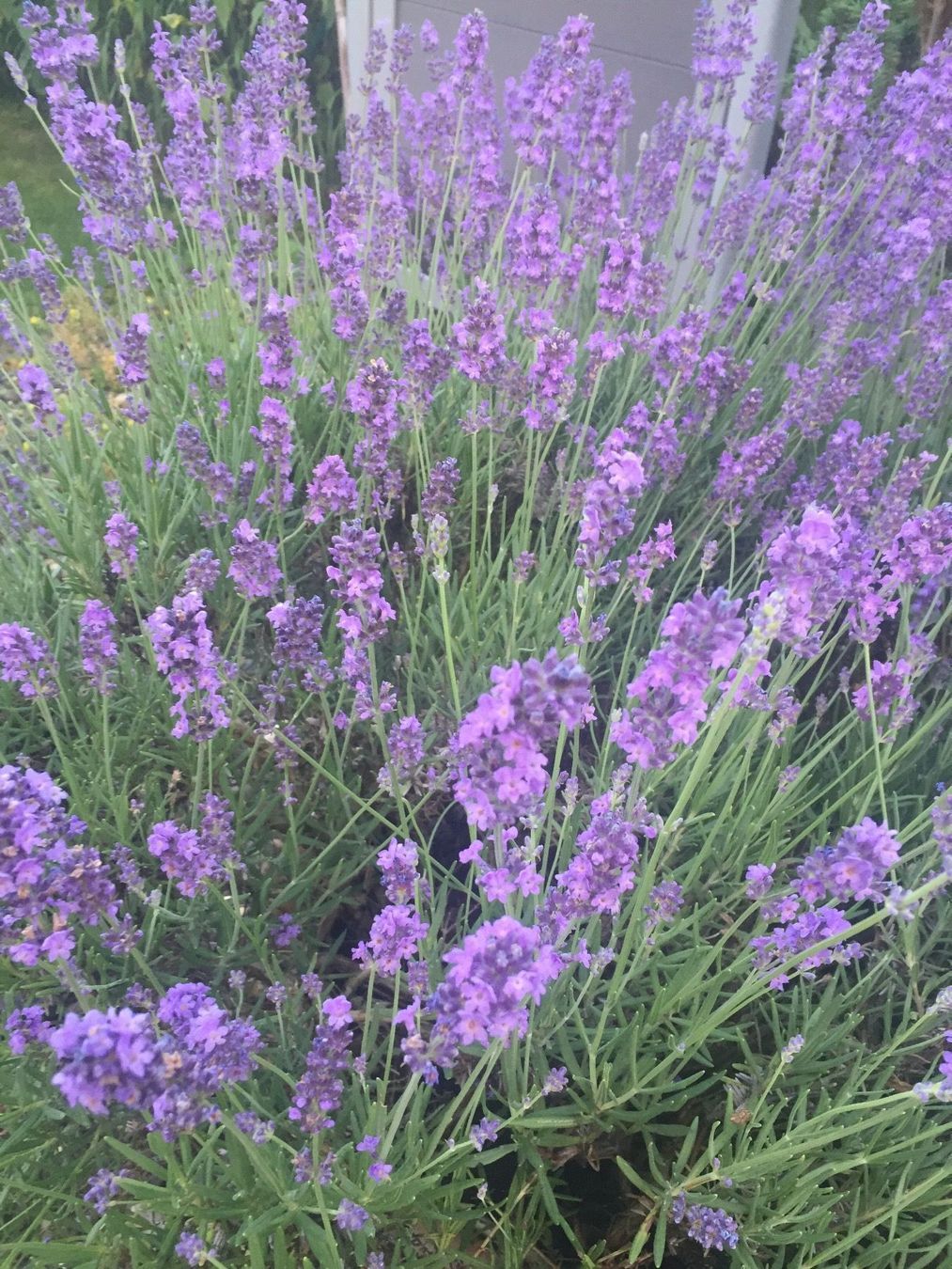 Piante & sementi: Lavandula Angustifolia - LAVENDEL – Nuovo (secondo la descrizione) da Buchs AG venduto da fischli610 1