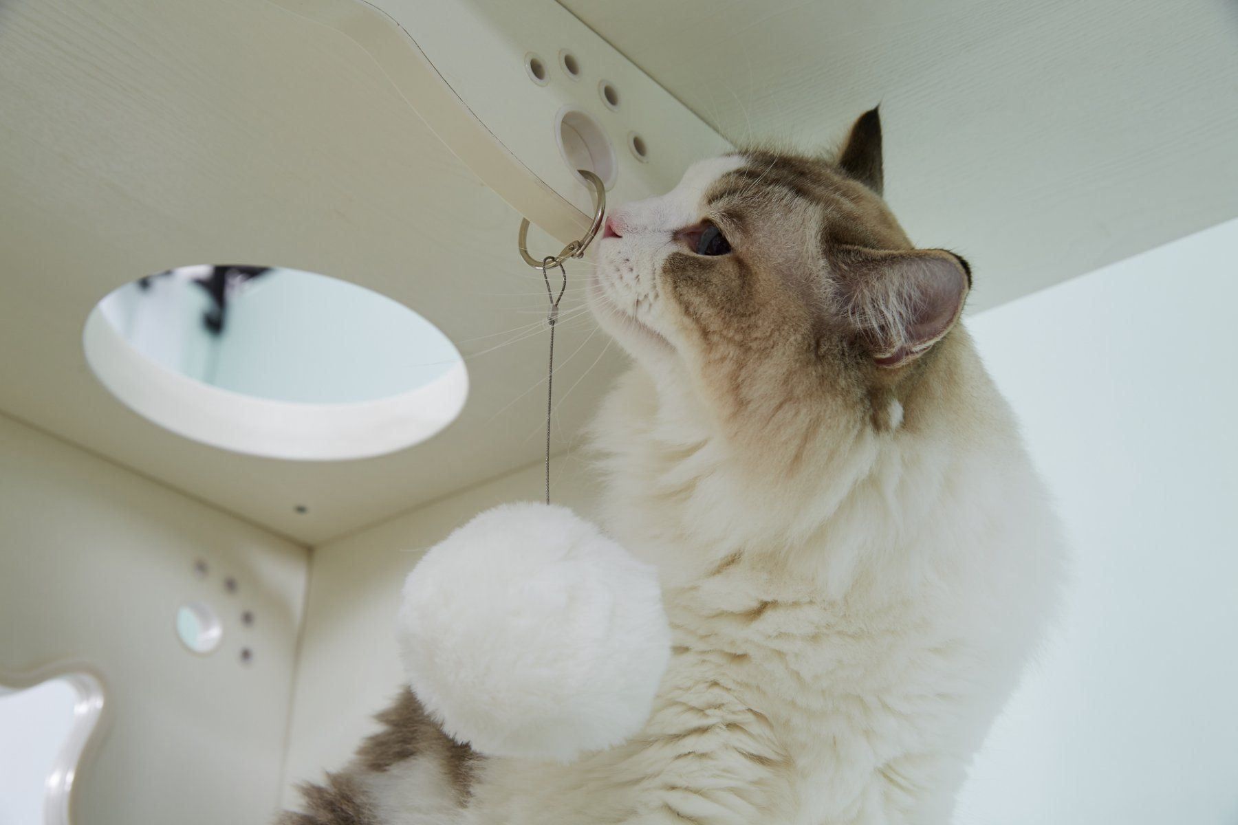 Katzenbaum - Kratzbaum: CatS Design 2 in 1 Kratzbaum & Katzenklo – Neu und originalverpackt aus Mönchengladbach von Zoopplier 8