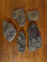 5 Fossilien Pflanzenabdrücke verschiedene Grössen