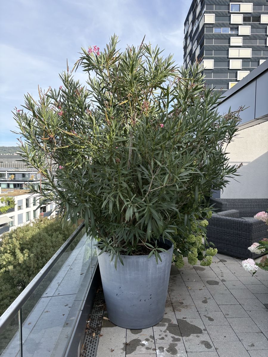 Piante & sementi: Oleander mit rosa Blüten inkl. Topf  – Usato da Zürich venduto da seb_8rsb 1