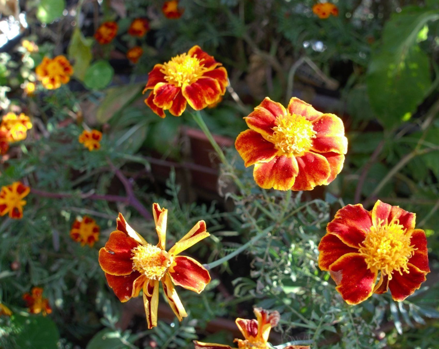 Piante & sementi: Samen Tagetes  20-30Stk 2026 – Usato da Schwaderloch venduto da bademeister79 2