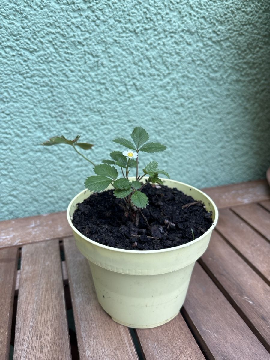 Plantes & graines: Walderdbeer-Steckling Jungpflanze – D'occasion à Zürich par Siino