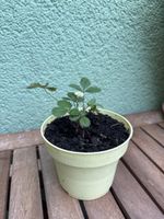Walderdbeer-Steckling Jungpflanze