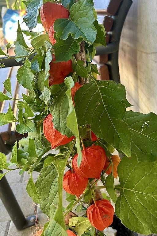 Plantes & graines: Physalis  – Neuf avec emballage d'origine à Frauenfeld par Irene.Schuppli 1