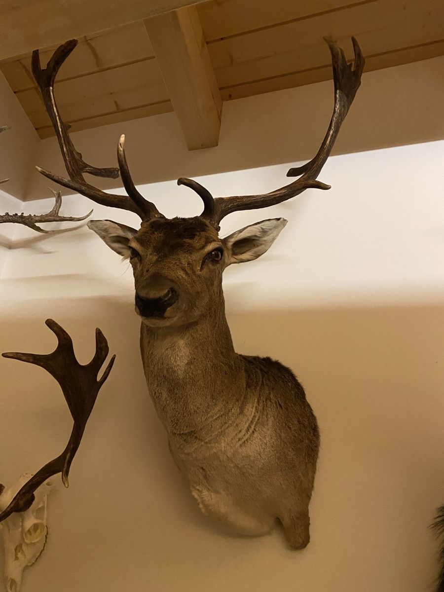 Il mondo degli animali: Dammhirsch – Usato da Castiel venduto da gamsli1000 2