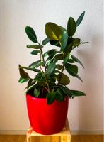 Gummibaum, Ficus Elastica ohne Übertopf