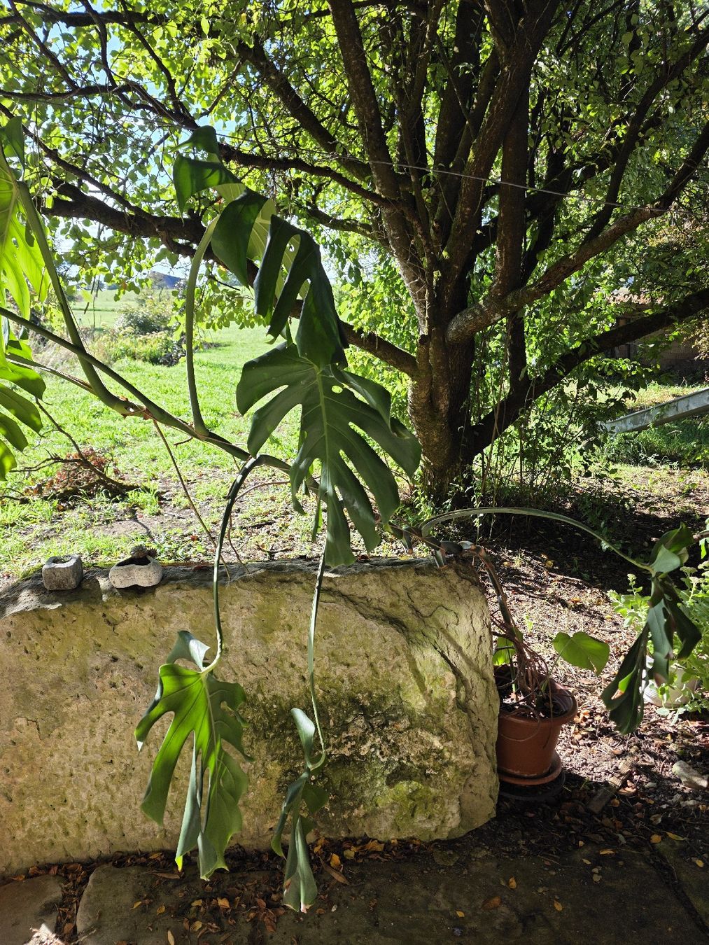 Piante & sementi: Philodendron – Usato da Uettligen venduto da rou_5p7t 2