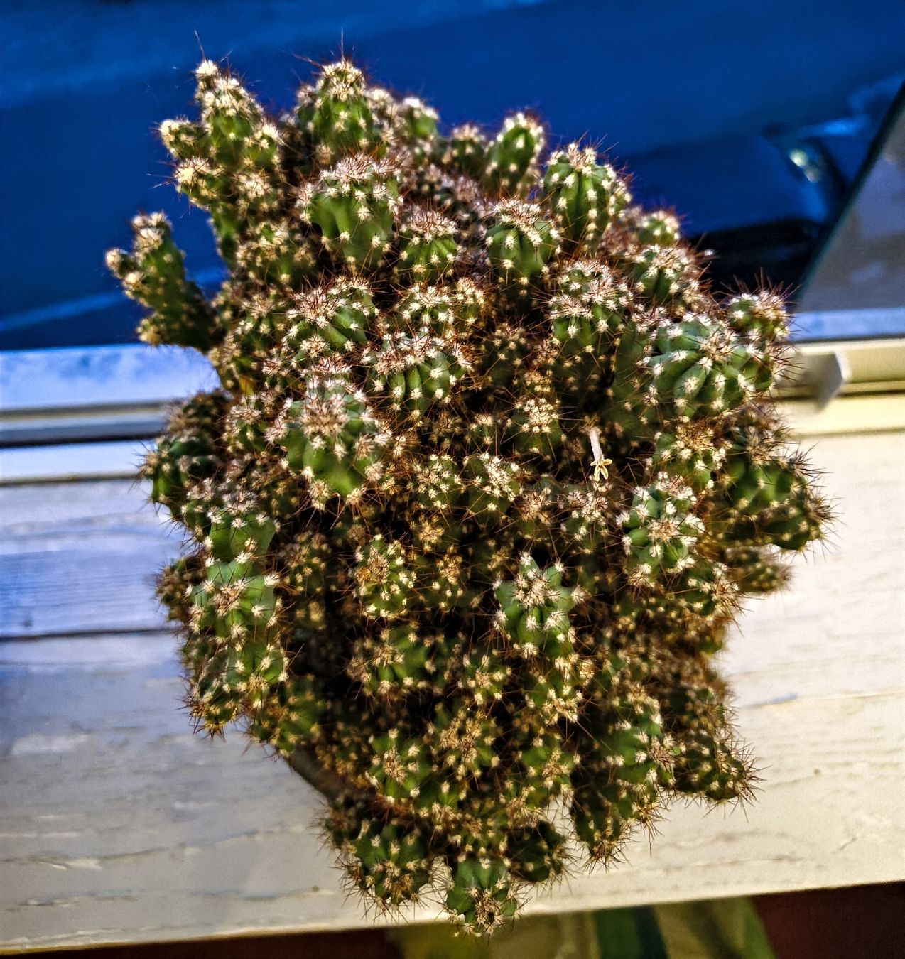 Plantes & graines: Kaktus im 15cm Topf – D'occasion à Konolfingen par S1000RR-Karin 1