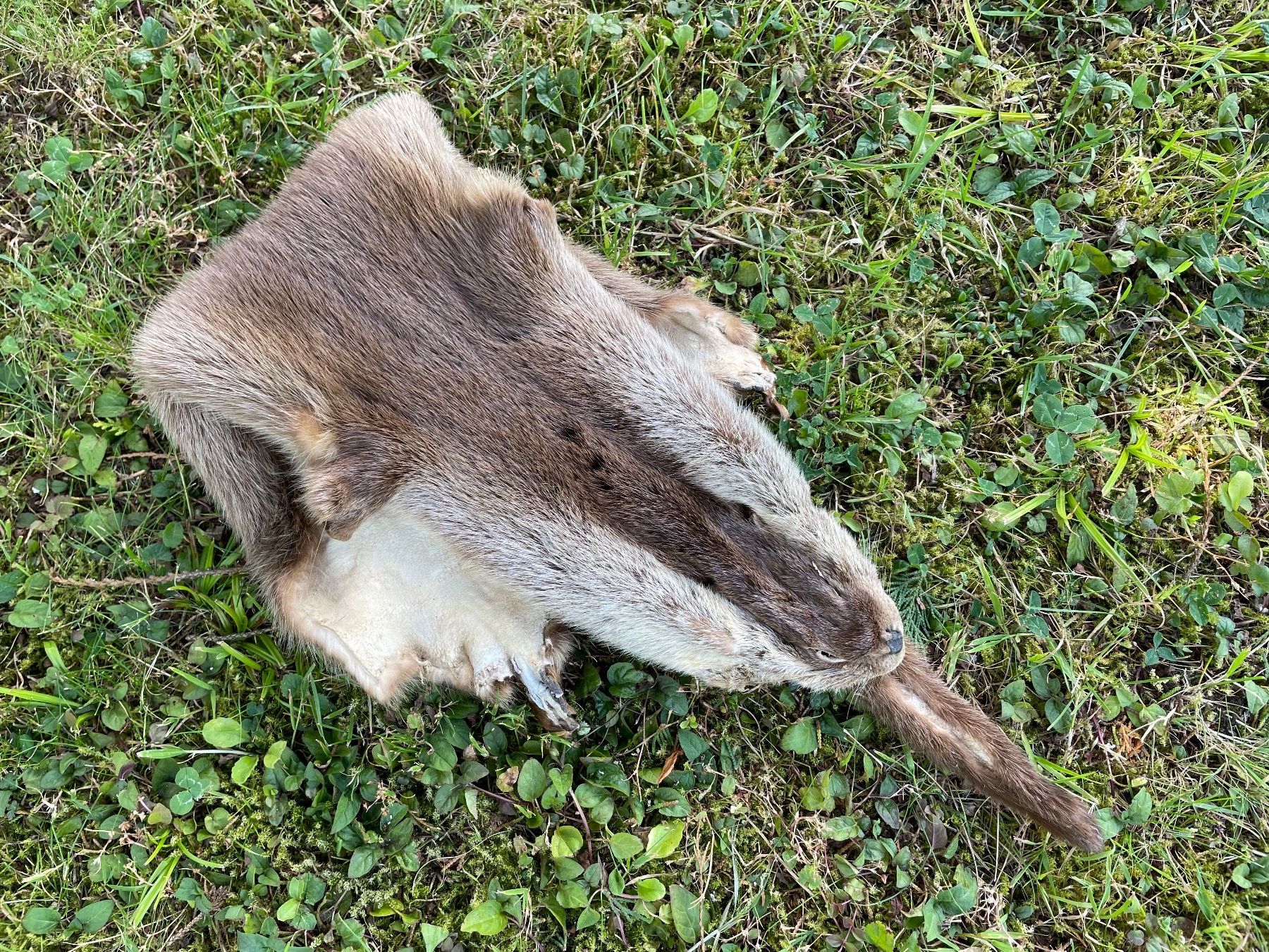 Il mondo degli animali: wunderschönes Fischotterfell – Usato da Feldbach venduto da Olive1 6