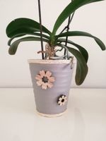 Coprivaso pe orchidee