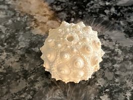 Seeigel Hemicidaris 2.4 cm Fossilien Versteinerung