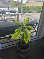 Avocado Pflanze, ca. 40 cm gross 🌱